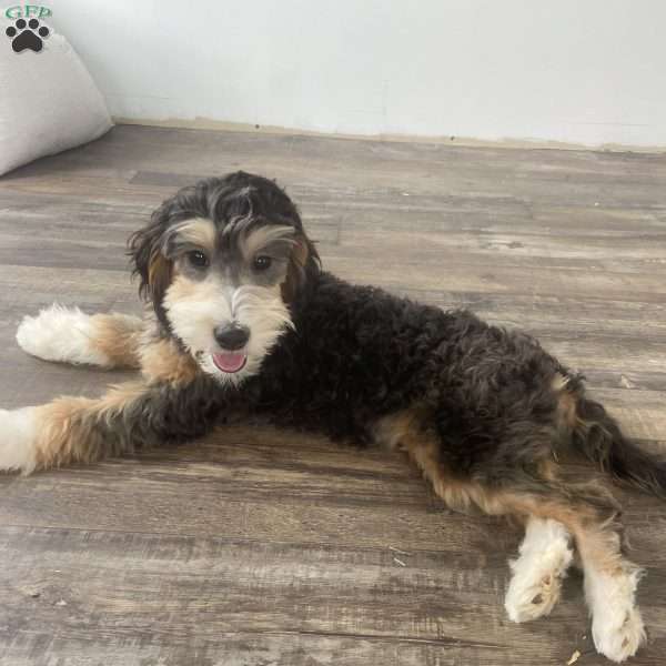 Kaylee (Micro Mini), Mini Bernedoodle Puppy